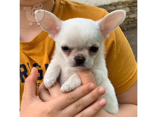 Χαριτωμένο chihuahua για 180 €